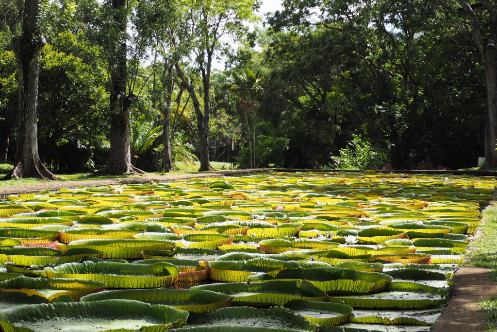 Île Maurice - Mauritius - jardin de Pamplemousses