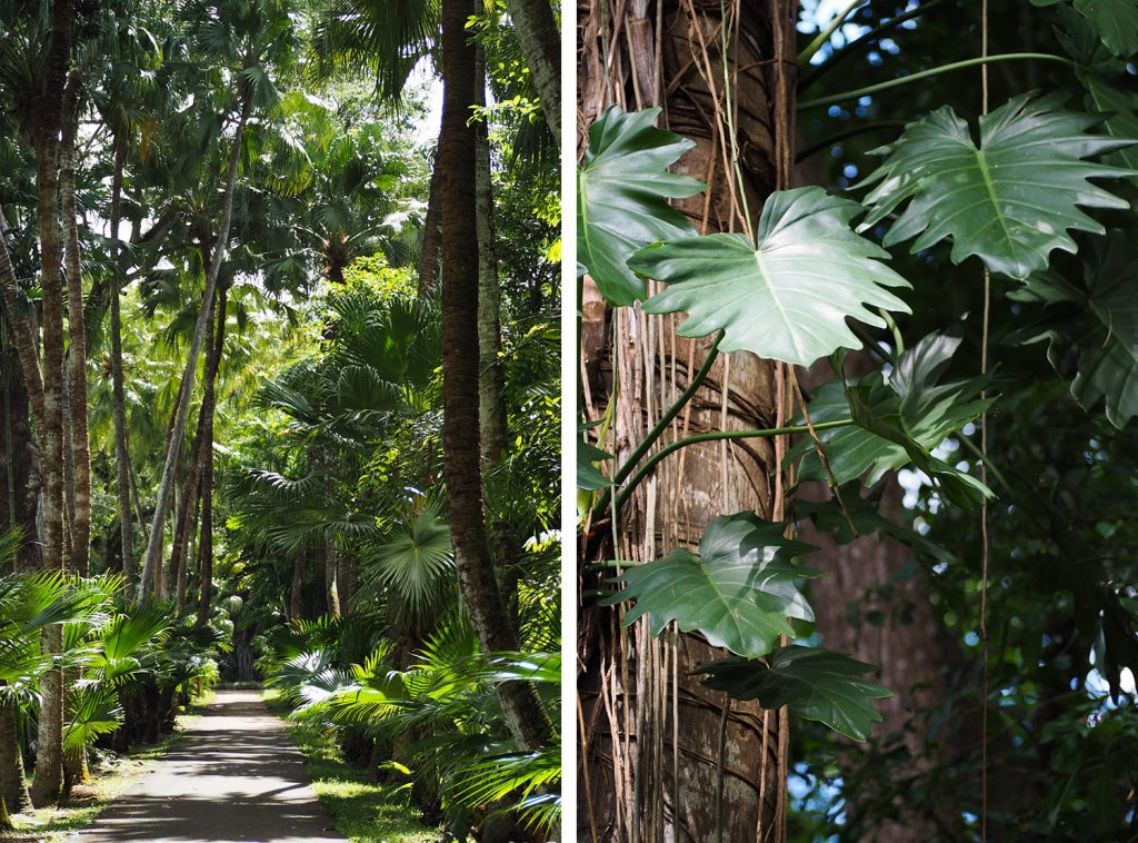 Île Maurice - Mauritius - jardin de Pamplemousses