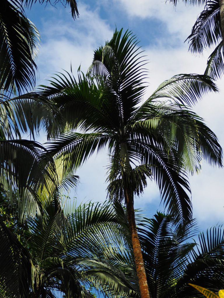 Île Maurice - Mauritius - jardin de Pamplemousses