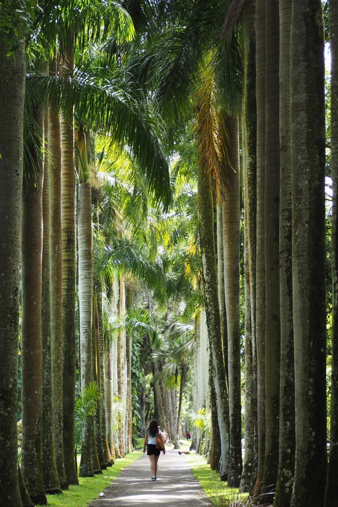 Île Maurice - Mauritius - jardin de Pamplemousses