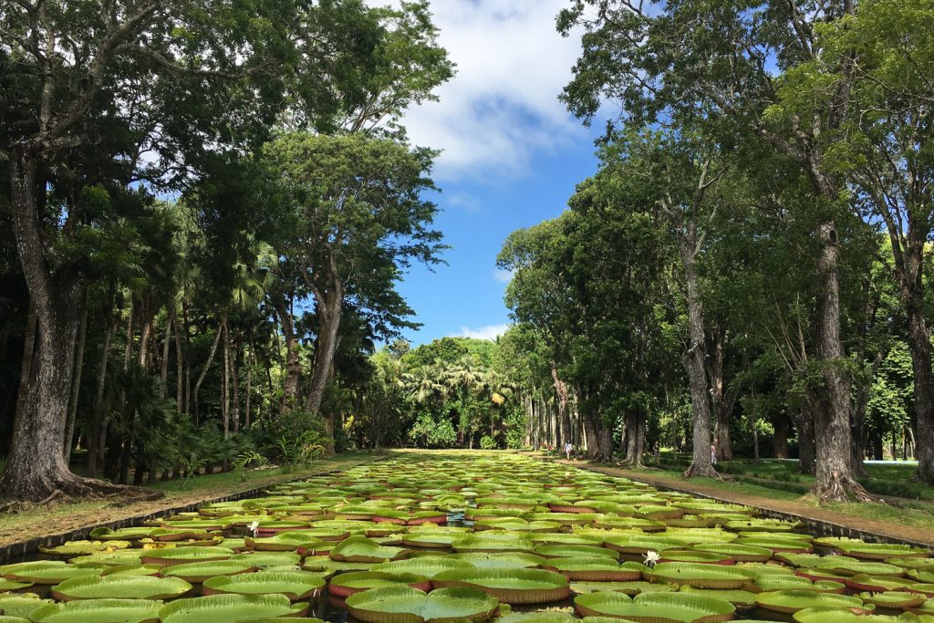 Île Maurice - Mauritius - jardin de Pamplemousses