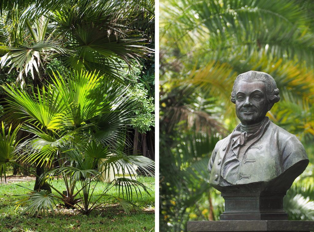 Île Maurice - Mauritius - jardin de Pamplemousses