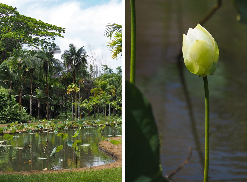 Île Maurice - Mauritius - jardin de Pamplemousses