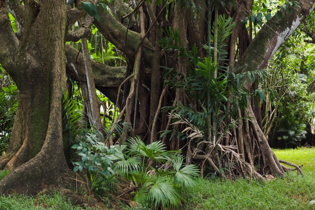 Île Maurice - Mauritius - jardin de Pamplemousses