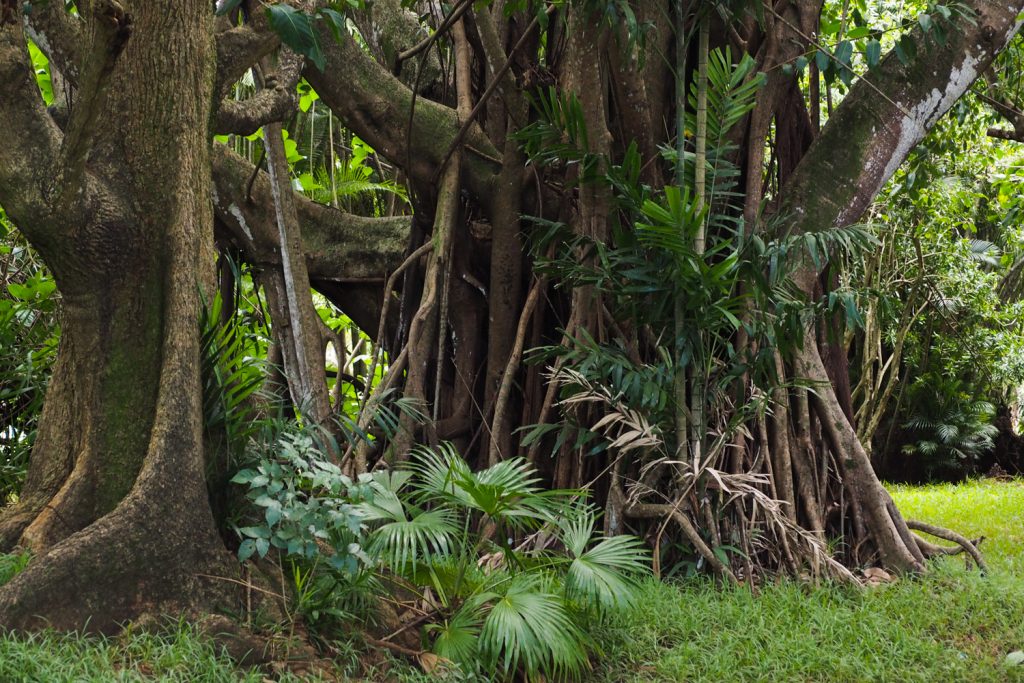 Île Maurice - Mauritius - jardin de Pamplemousses