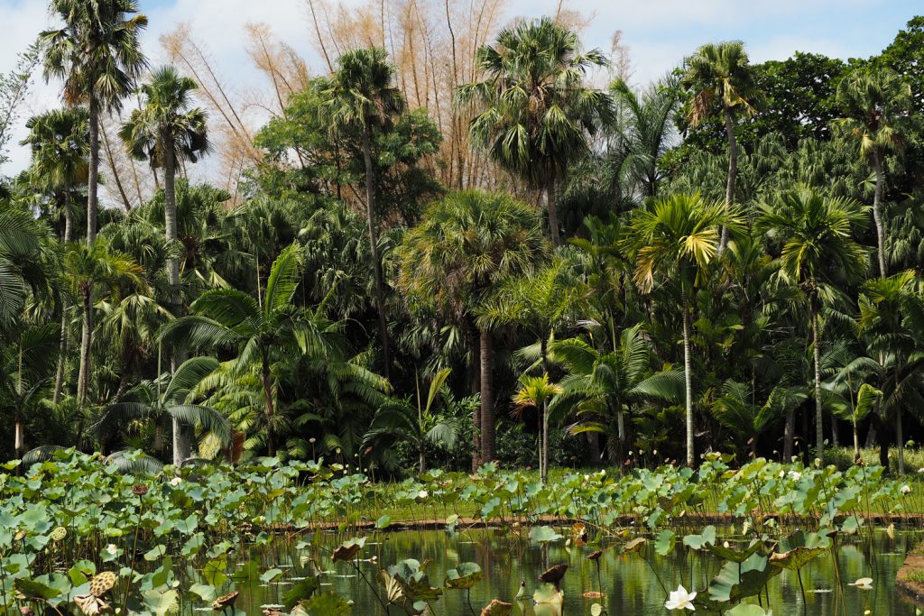 Île Maurice - Mauritius - jardin de Pamplemousses