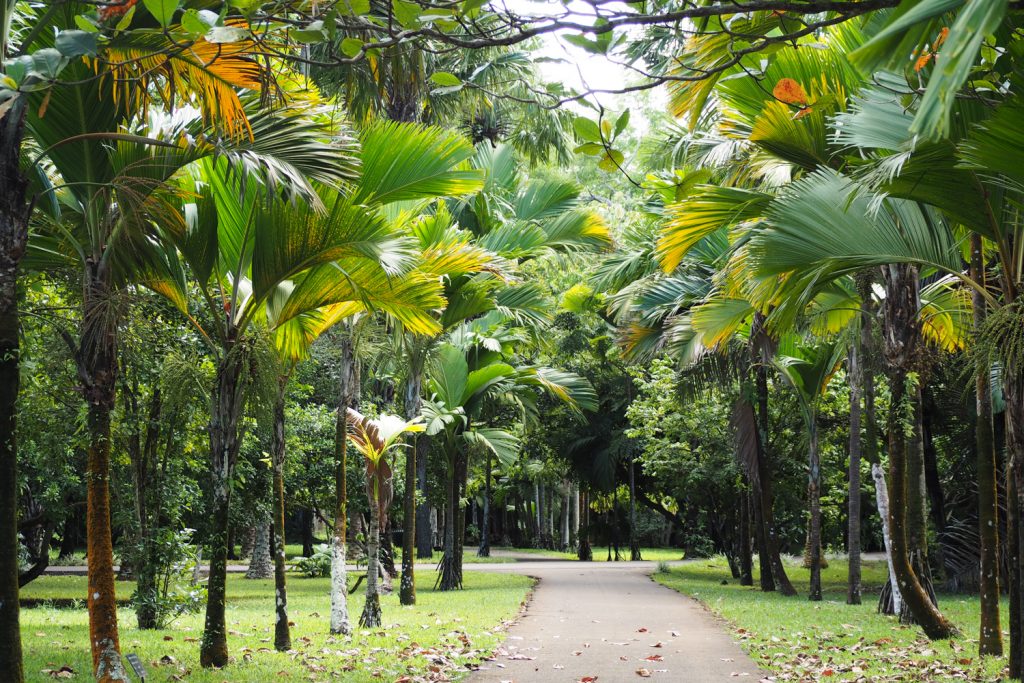 Île Maurice - Mauritius - jardin de Pamplemousses