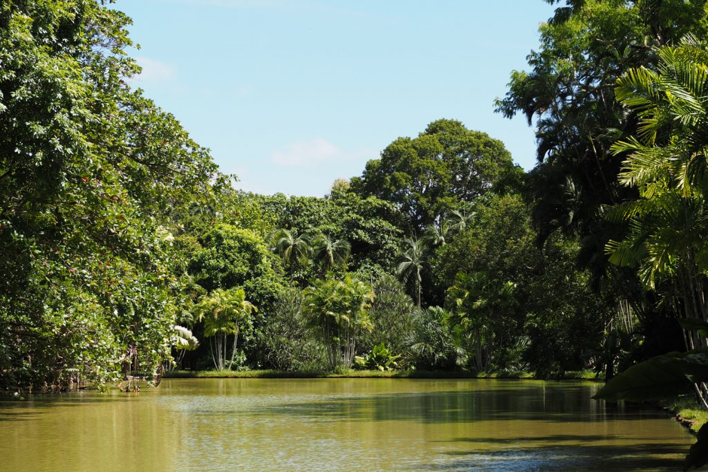 Île Maurice - Mauritius - jardin de Pamplemousses