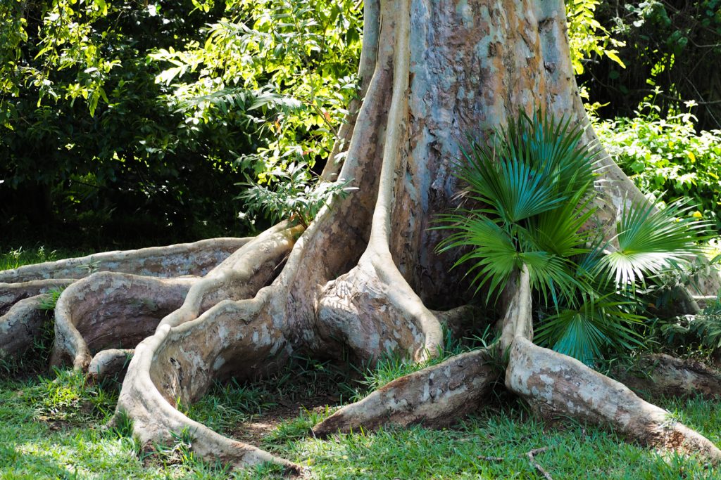 Île Maurice - Mauritius - jardin de Pamplemousses