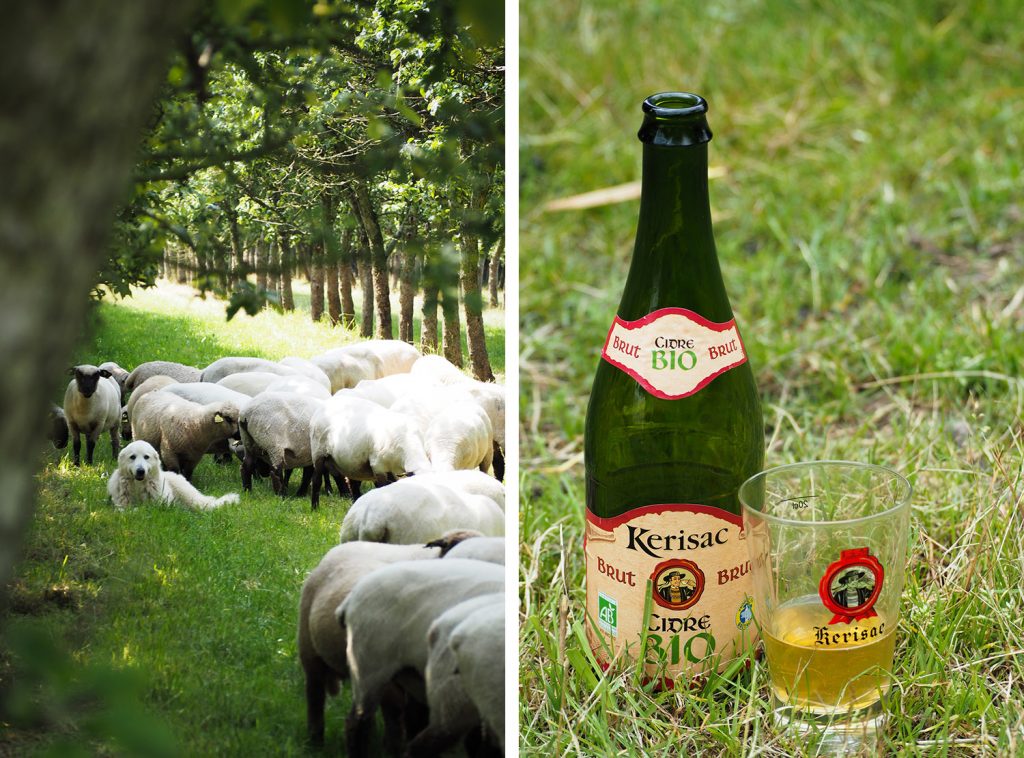 Kerisac - cidre bio 