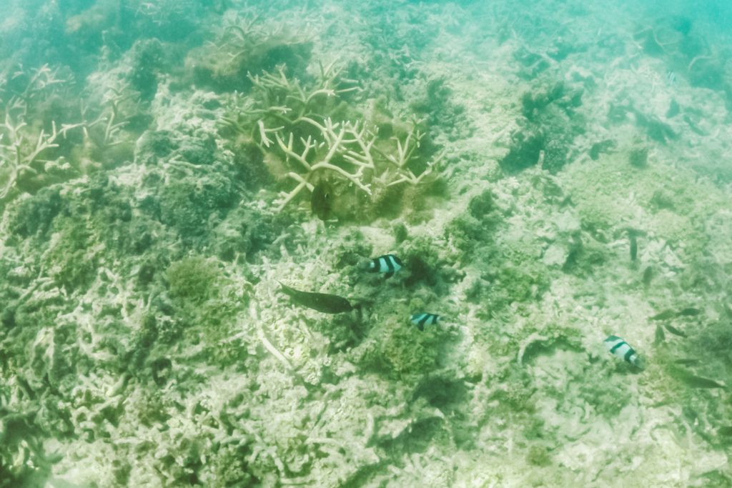 Maurice - snorkelling lagon Trou d'Eau Douce