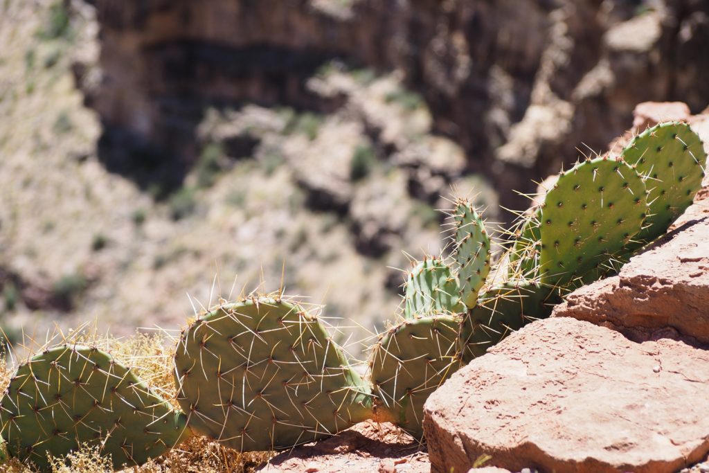 Grand Canyon USA