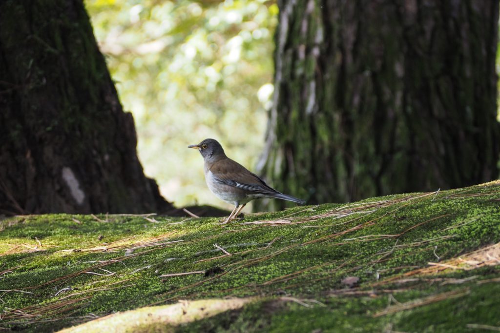 Parc Korakuen - OKAYAMA, Japon