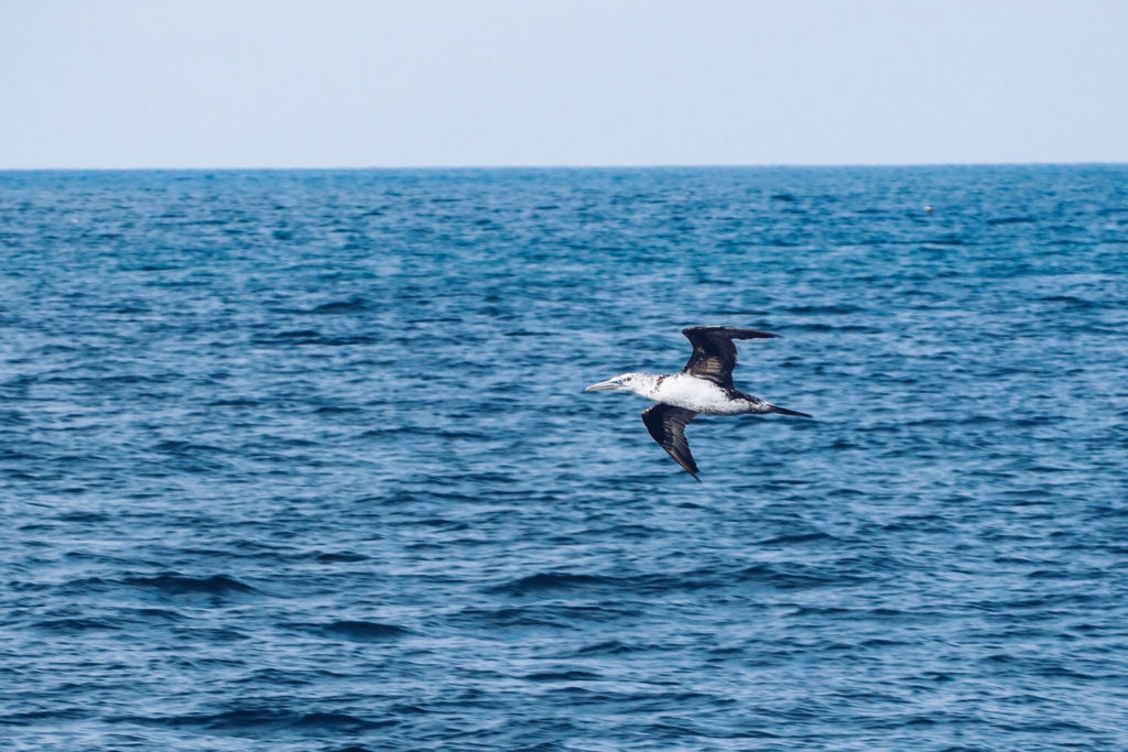 FAUNE OCÉAN - croisière naturaliste obeservation dauphins & oiseaux - baie de Quiberon - Morbihan, Bretagne (via mercipourlechocolat.fr)