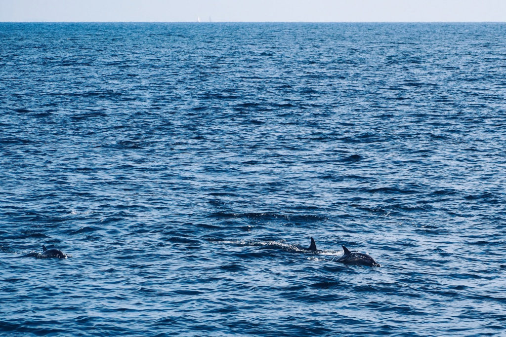 FAUNE OCÉAN - croisière naturaliste obeservation dauphins & oiseaux - baie de Quiberon - Morbihan, Bretagne (via mercipourlechocolat.fr)