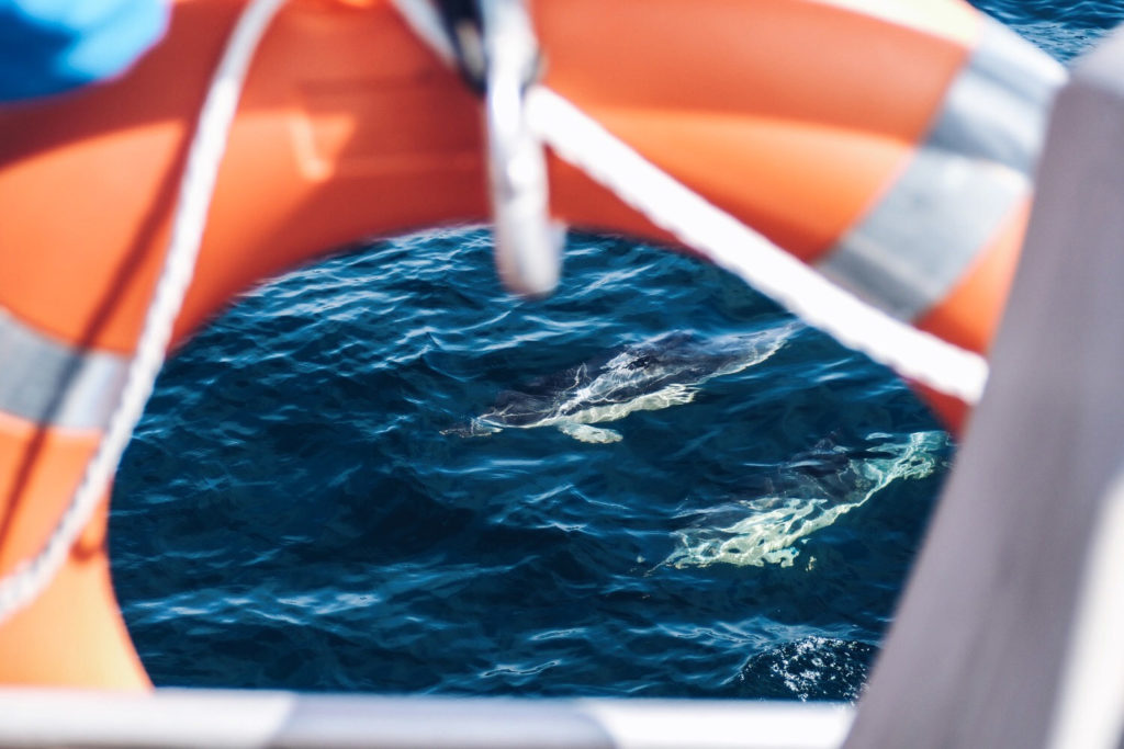 FAUNE OCÉAN - croisière naturaliste obeservation dauphins & oiseaux - baie de Quiberon - Morbihan, Bretagne (via mercipourlechocolat.fr)