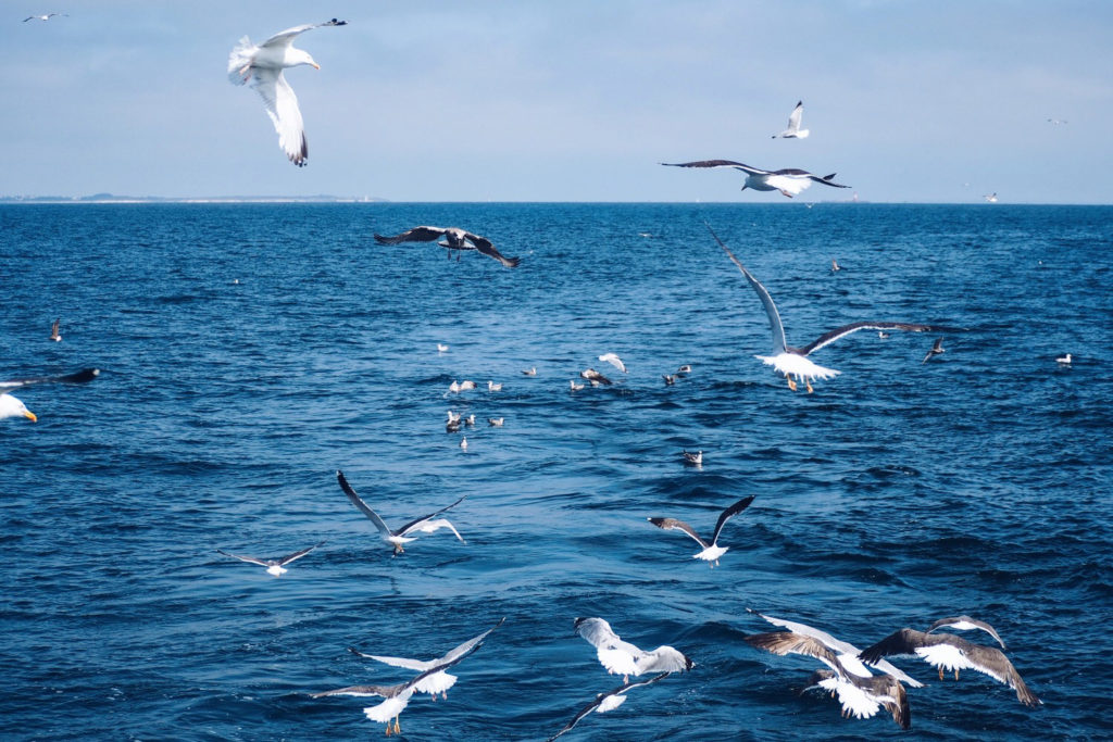 FAUNE OCÉAN - croisière naturaliste obeservation dauphins & oiseaux - baie de Quiberon - Morbihan, Bretagne (via mercipourlechocolat.fr)