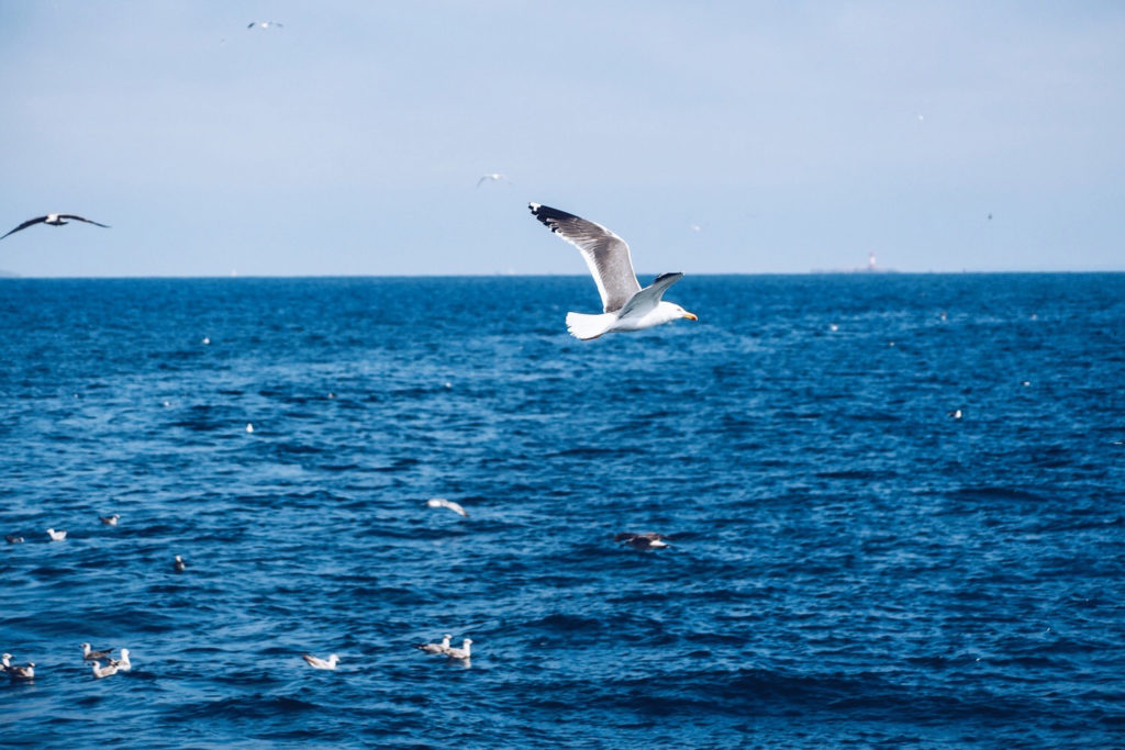 FAUNE OCÉAN - croisière naturaliste obeservation dauphins & oiseaux - baie de Quiberon - Morbihan, Bretagne (via mercipourlechocolat.fr)