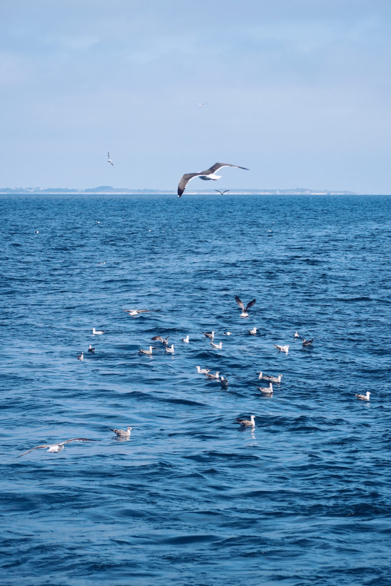 FAUNE OCÉAN - croisière naturaliste obeservation dauphins & oiseaux - baie de Quiberon - Morbihan, Bretagne (via mercipourlechocolat.fr)