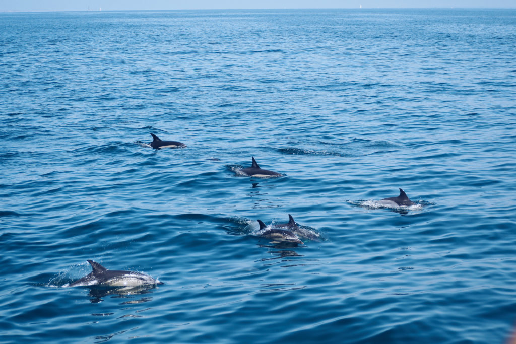 FAUNE OCÉAN - croisière naturaliste obeservation dauphins & oiseaux - baie de Quiberon - Morbihan, Bretagne (via mercipourlechocolat.fr)