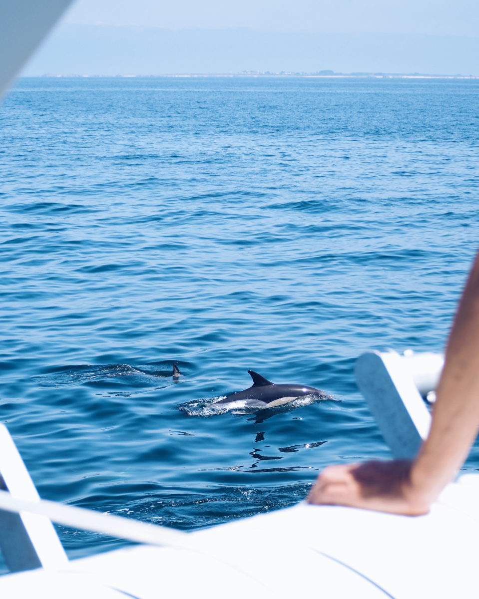 FAUNE OCÉAN - croisière naturaliste obeservation dauphins & oiseaux - baie de Quiberon - Morbihan, Bretagne (via mercipourlechocolat.fr)