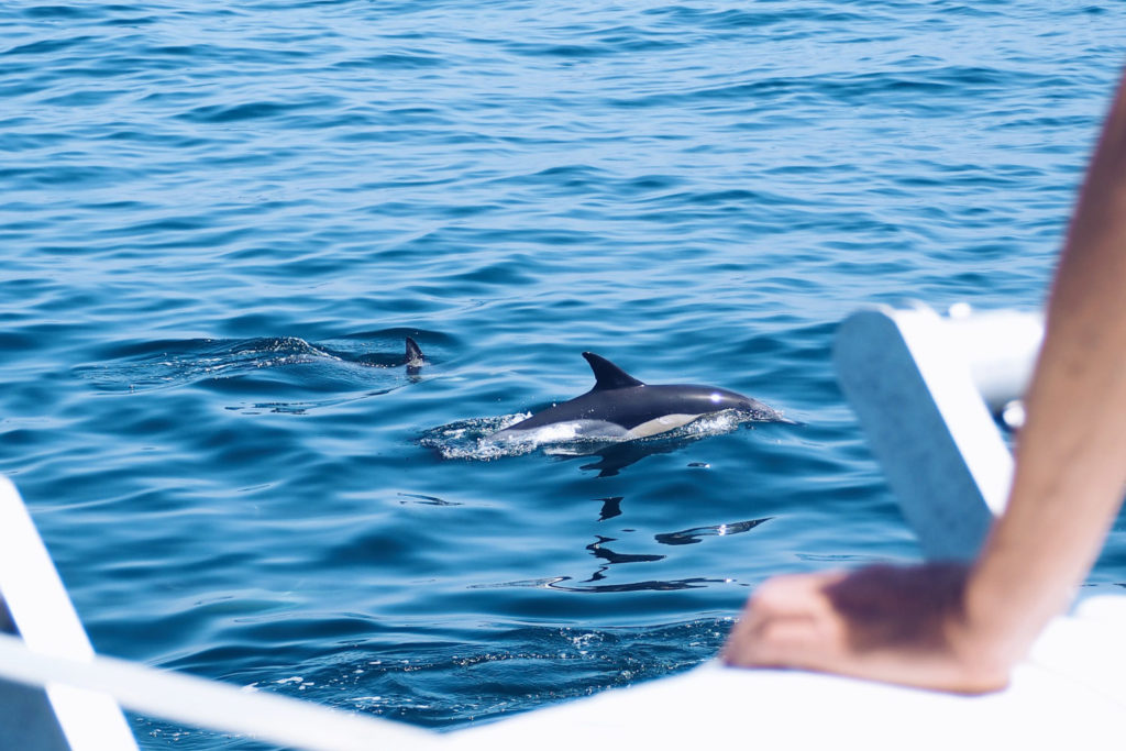 FAUNE OCÉAN - croisière naturaliste obeservation dauphins & oiseaux - baie de Quiberon - Morbihan, Bretagne (via mercipourlechocolat.fr)