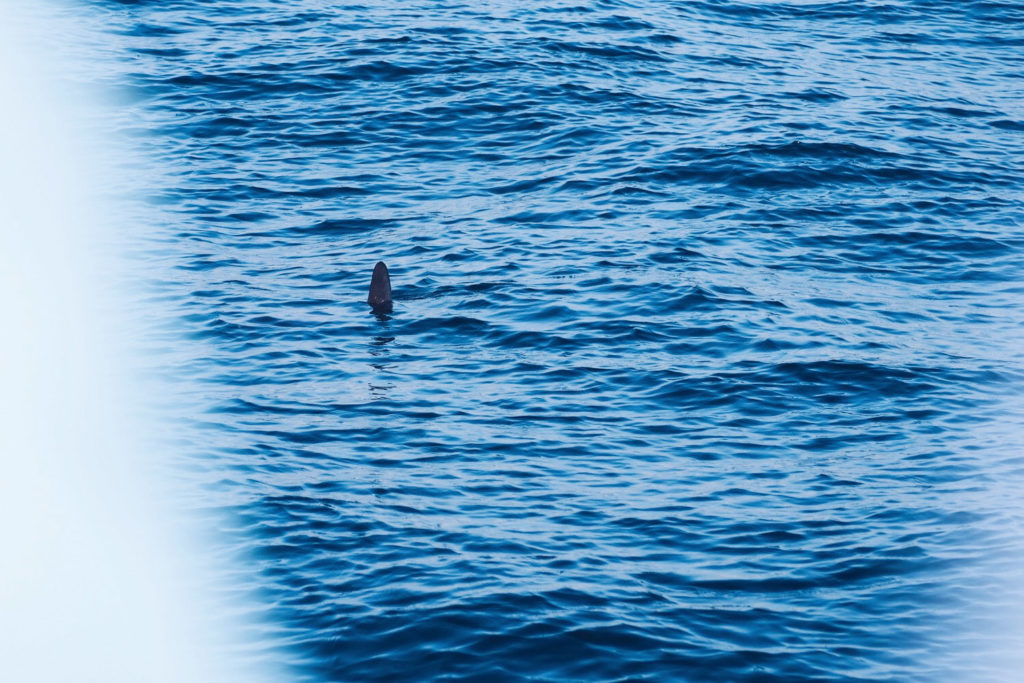 FAUNE OCÉAN - croisière naturaliste obeservation dauphins & oiseaux - baie de Quiberon - Morbihan, Bretagne (via mercipourlechocolat.fr)