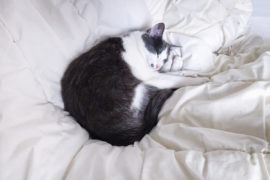 mode cocooning confinement maison