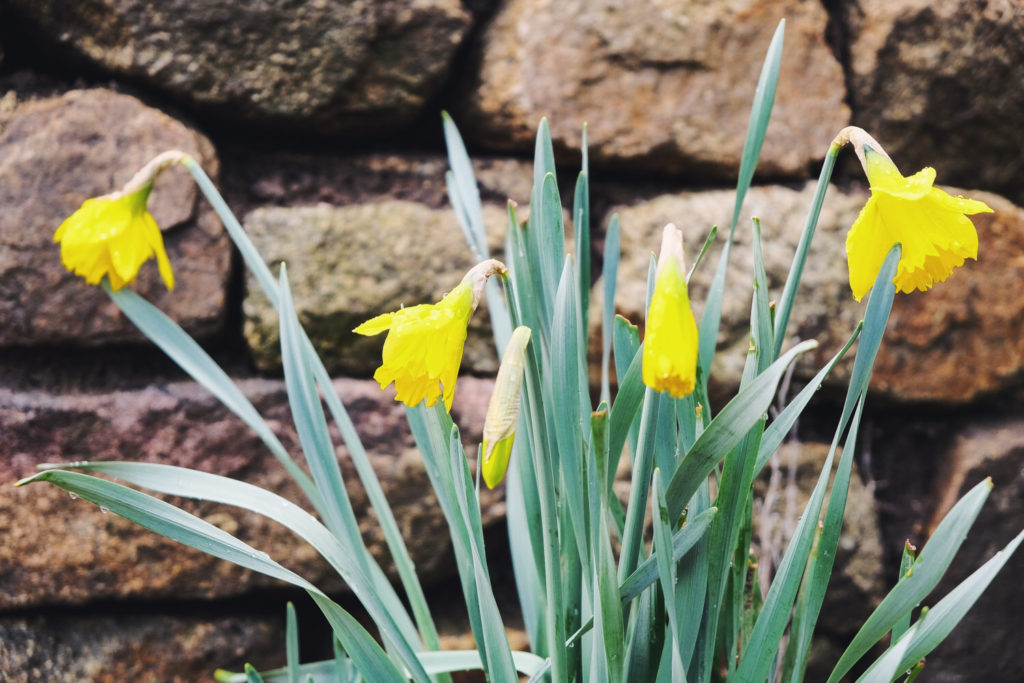 les jonquilles de mon jardin