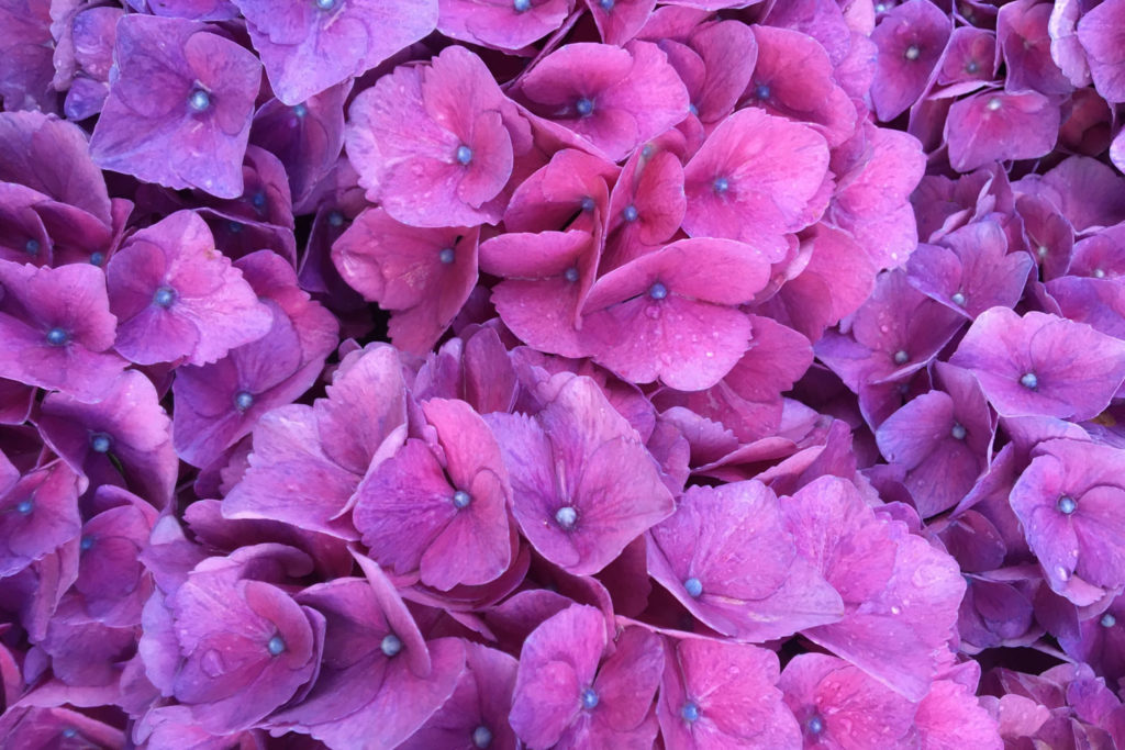 hortensias bretagne