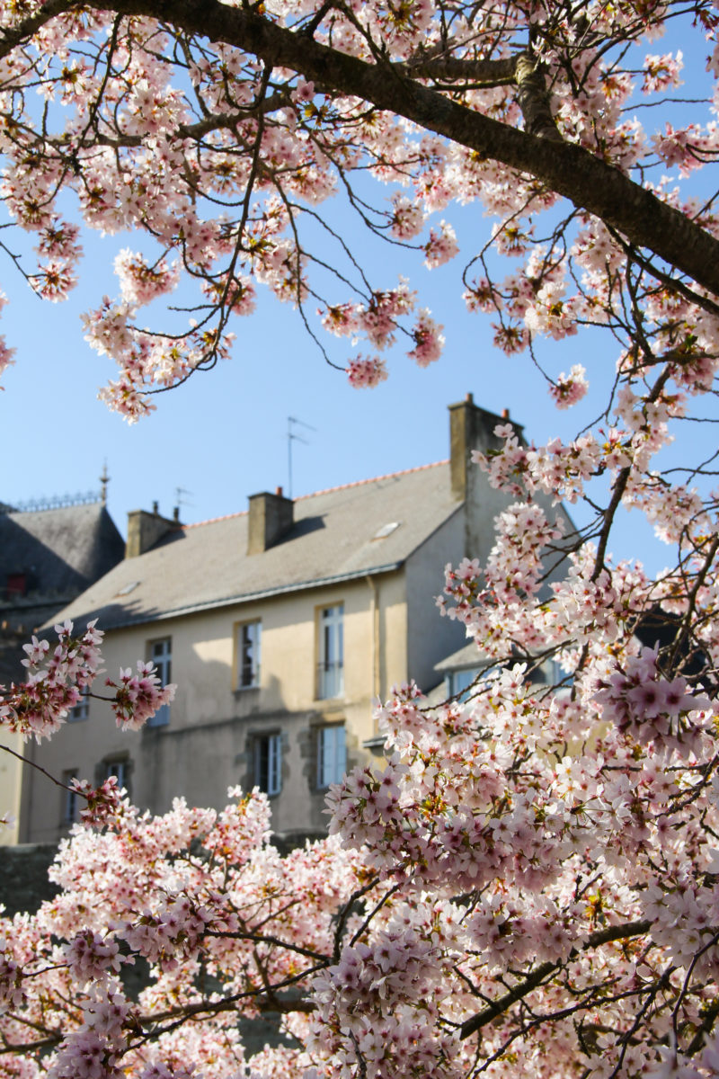 Remparts de Vannes au Printemps - cerisiers en fleur