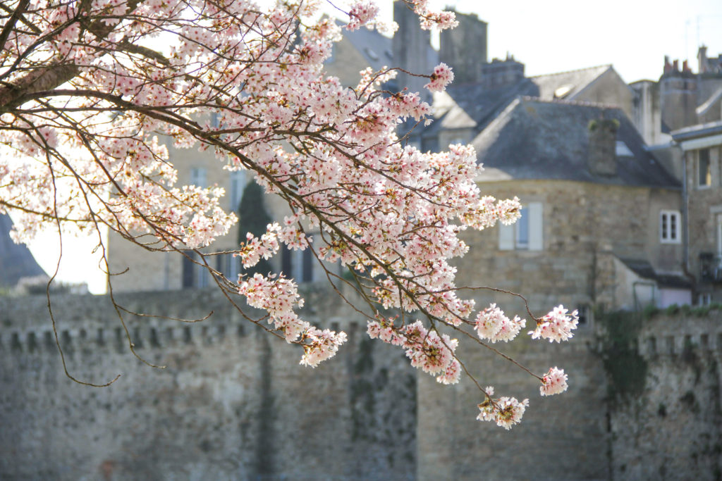 Remparts de Vannes au Printemps - cerisiers en fleur