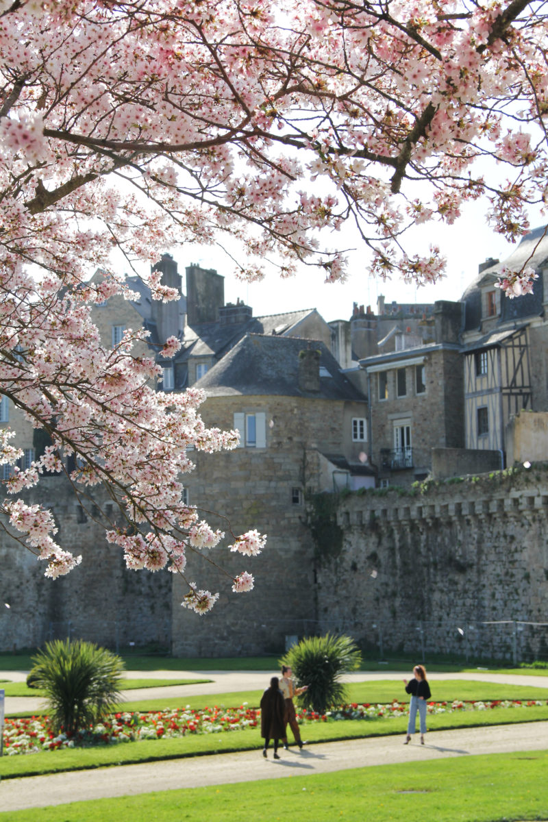 Remparts de Vannes au Printemps - cerisiers en fleur