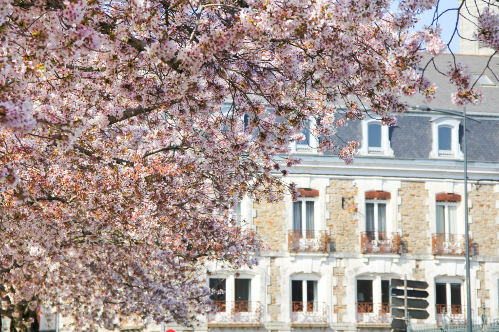 Remparts de Vannes au Printemps - cerisiers en fleur