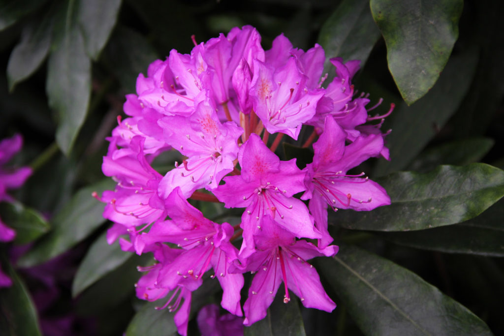 joli rhododendron - Bretagne