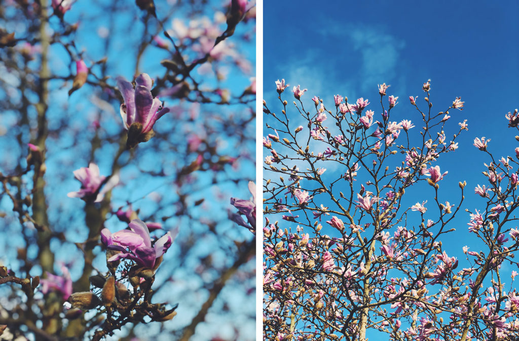 mars 2023 - magnolias Vannes