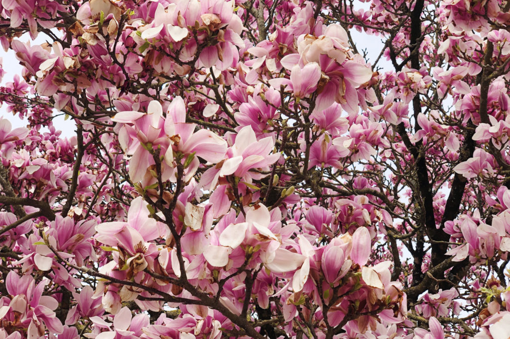 mars 2023 - magnolias Vannes